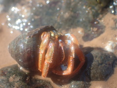 Pagurus acadianus