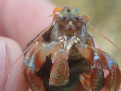 Pagurus acadianus