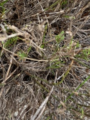 Othonna digitata