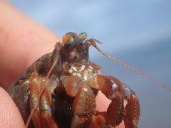 Pagurus acadianus