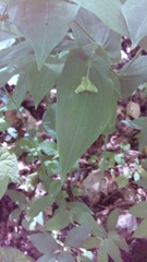 Uvularia perfoliata