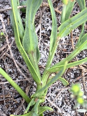 Othonna digitata