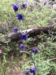 Delphinium andesicola