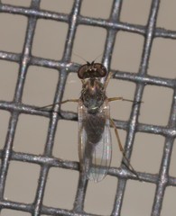 Medeterinae