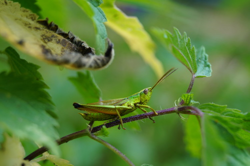 Gold Grasshopper, 6276 Heijenrath, Nederland, photo 6 of 10