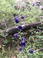 Delphinium andesicola