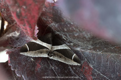 Bastilla crameri