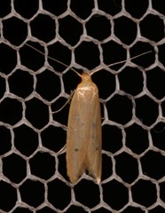 Platoloncha psamathina