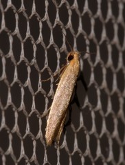 Platoloncha psamathina