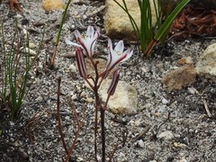 Eriospermum dielsianum