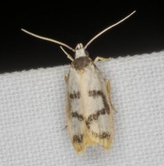 Eulechria sigmophora