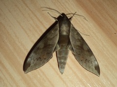 Acosmerycoides harterti