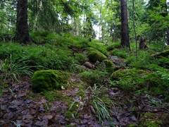 Paraleucobryum longifolium