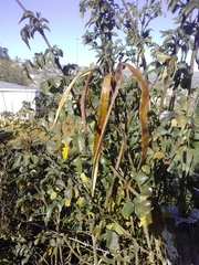 Magnoliopsida