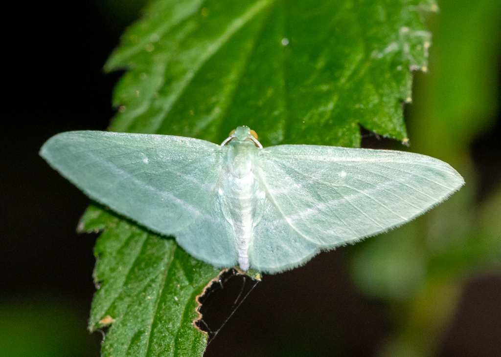 Badwing Moth (Butterflies and Moths of Floracliff Nature Sanctuary) · iNaturalist