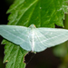 Bad-wing Moth - Photo (c) Patrick Hanly, some rights reserved (CC BY), uploaded by Patrick Hanly