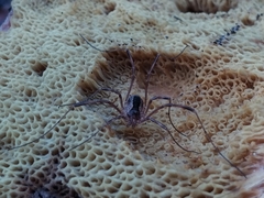 Lacinius ephippiatus