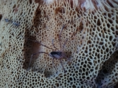 Lacinius ephippiatus
