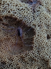 Lacinius ephippiatus