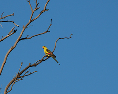 Polytelis anthopeplus