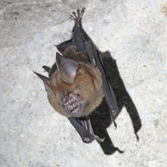 Hipposideros armiger