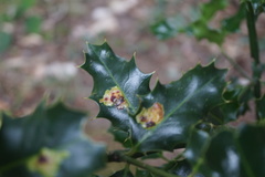 Phytomyza ilicis