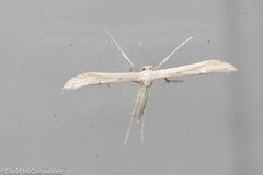 Hellinsia homodactylus