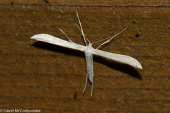 Hellinsia homodactylus