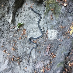 Thamnophis couchii