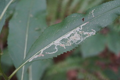 Phytomyza senecionis