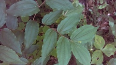 Prosartes lanuginosa