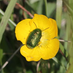 Cryptocephalus aureolus