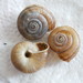 Chilostoma achates - Photo (c) Sonja Bamberger, algunos derechos reservados (CC BY-NC), uploaded by Sonja Bamberger