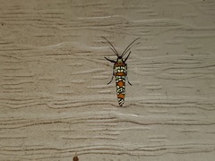 Atteva aurea