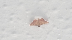 Endotricha flammealis