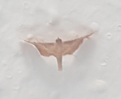 Endotricha flammealis