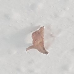 Endotricha flammealis