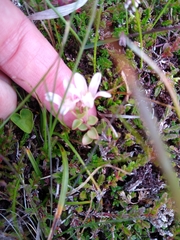 Lysimachia tenella
