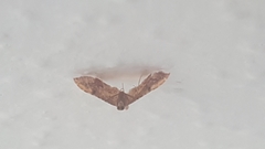 Endotricha flammealis
