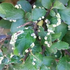 Eriophyes prunispinosae