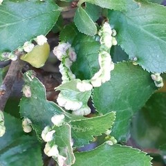 Eriophyes prunispinosae
