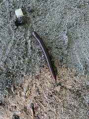 Narceus americanus