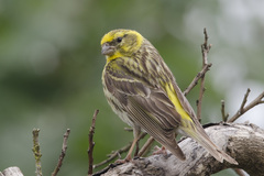 European Serin photo 4
