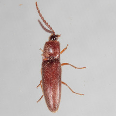 Dipropus simplex