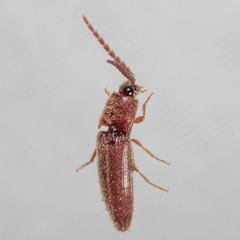 Dipropus simplex