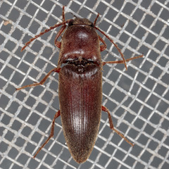 Diplostethus texanus