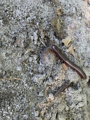 Narceus americanus