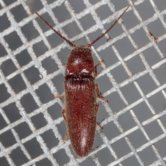 Dipropus simplex