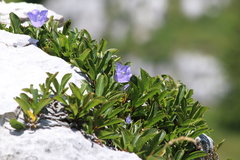 Campanula raineri