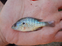 Lepomis humilis